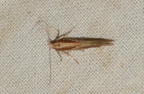 Réf. 259 045 : Pyroderces klimeschi